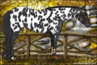 Horse Color:Black Appaloosa 