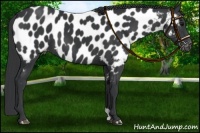 Horse Color:Black Near Leopard 