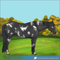 Horse Color:White Spotted Black