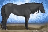 Horse Color:Blue Roan Appaloosa
