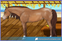 Horse Color:Gray Chocolate Amber Champagne 