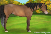 Horse Color:Gray Amber Champagne 