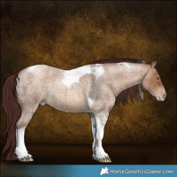 Horse Color:Gray Chocolate Amber Champagne Roan Tobiano