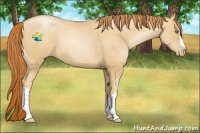 Horse Color:Classic Champagne Pearl 