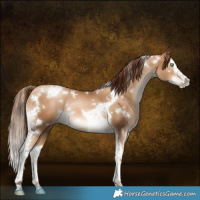 Horse Color:Gray White Spotted Sable Champagne Pearl Splash Tobiano
