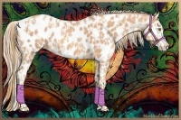Horse Color:Gold Champagne Appaloosa  and Gold Champagne Splash Appaloosa 