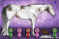 Horse Color:Gray White Spotted Brown