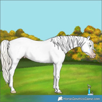 Horse Color:Gray Silver Amber Cream Champagne Roan Dun Splash Tobiano Frame Appaloosa Rabicano 