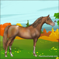Horse Color:Gray Gold Champagne Tobiano 