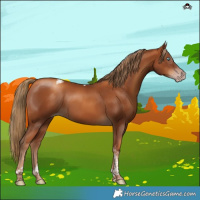 Horse Color:Gray Gold Champagne Tobiano 