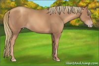 Horse Color:Gray Gold Champagne