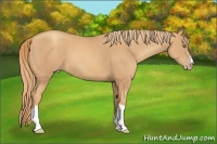 Horse Color:Gold Champagne 