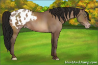 Horse Color:Gray Amber Champagne Appaloosa 