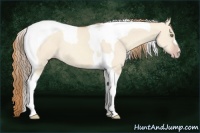 Horse Color:Gold Champagne Dun Tobiano 