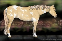 Horse Color:White Spotted Palomino Dun 