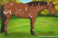 Horse Color:White Spotted Bay 