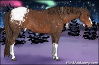 Horse Color:Liver Chestnut Appaloosa
