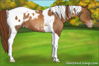 Horse Color:Gray Gold Champagne Tobiano Appaloosa 