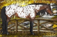 Horse Color:Bay Appaloosa 