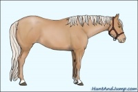 Horse Color:Silver Brown Pearl 