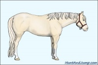 Horse Color:Palomino Pearl Appaloosa 