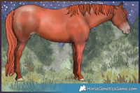 Horse Color:Gray Gold Champagne