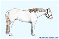 Horse Color:Smoky Grullo Pearl Sabino Splash Appaloosa 