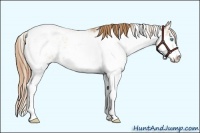 Horse Color:Buckskin Pearl Sabino Appaloosa