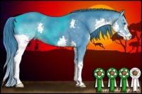 Horse Color:Watercolor Black Splash 