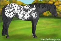 Horse Color:Blue Roan Near Leopard 