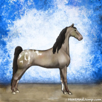 Horse Color:Gray Classic Champagne Dun Appaloosa Brindle 