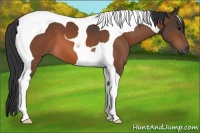 Horse Color:Bay Tobiano 