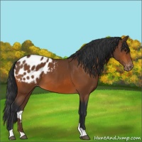 Horse Color:Bay Appaloosa 