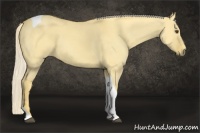 Horse Color:Palomino Dun Tobiano 