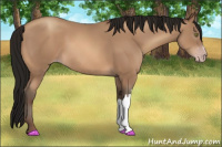 Horse Color:Gray Amber Champagne 
