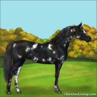 Horse Color:White Spotted Midnight Black Ice