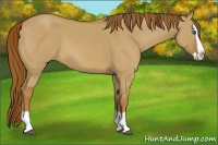 Horse Color:Red Dun Splash 