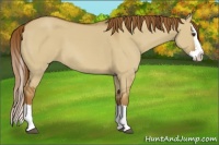 Horse Color:Red Dun Splash 