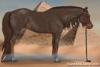 Horse Color:Liver Chestnut  and Liver Chestnut 