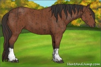 Horse Color:Liver Chestnut  and Bay 