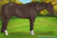 Horse Color:Liver Chestnut 