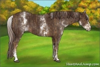 Horse Color:Chocolate Palomino  and White Spotted Liver Chestnut 