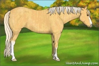 Horse Color:Palomino  and Palomino 