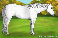 Horse Color:Gray Black 
