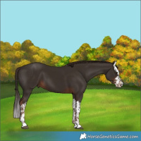 Horse Color:Liver Chestnut and Liver Chestnut Splash