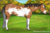 Horse Color:Bay Splash Frame