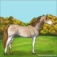 Horse Color:White Spotted Red Roan 