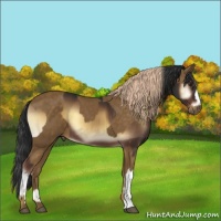 Horse Color:Liver Red Onyx  and Chocolate Palomino 