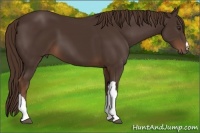 Horse Color:Liver Chestnut 