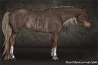 Horse Color:Liver Chestnut  and Liver Chestnut Rabicano 
